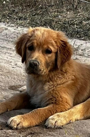 zlaty-retriever-golden-retriever-s-pp-big-4