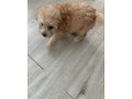 predam-toy-pudel-small-1