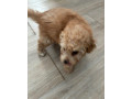 predam-toy-pudel-small-0