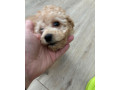 predam-toy-pudel-small-2