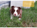 border-kolia-small-1