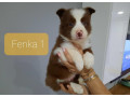 border-kolia-small-0