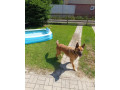 darujem-psika-belgicky-ovciak-small-4