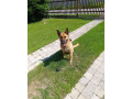 darujem-psika-belgicky-ovciak-small-3