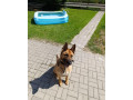 darujem-psika-belgicky-ovciak-small-0