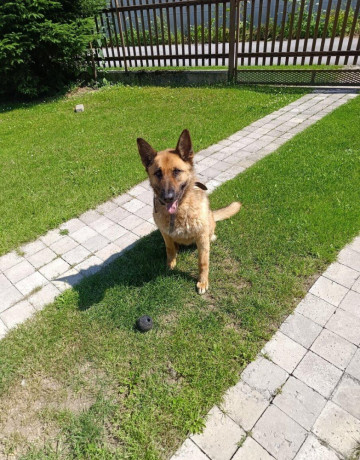 darujem-psika-belgicky-ovciak-big-3