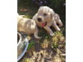 zlaty-retriever-small-3