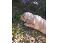 zlaty-retriever-small-2