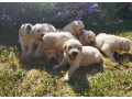 zlaty-retriever-small-0