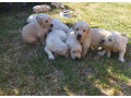 zlaty-retriever-small-1