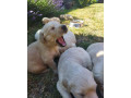 zlaty-retriever-small-4