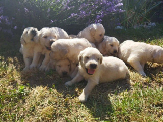 zlaty-retriever