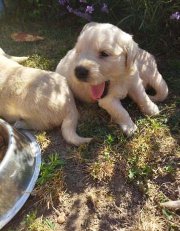 zlaty-retriever-big-3