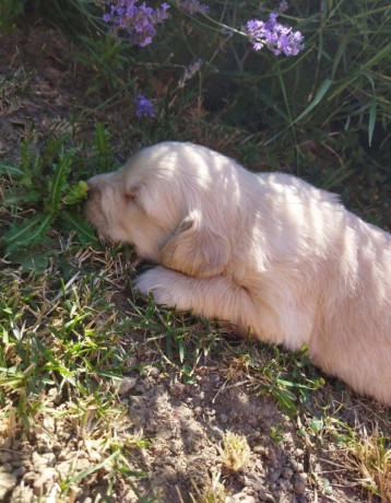 zlaty-retriever-big-2