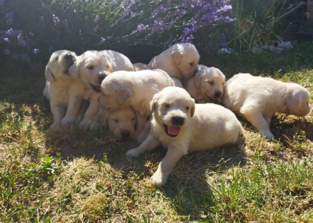 zlaty-retriever-big-0