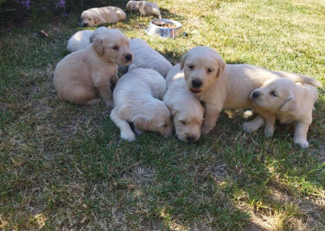 zlaty-retriever-big-1