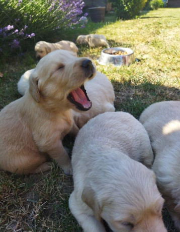 zlaty-retriever-big-4