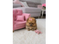 pomeranian-mini-small-0