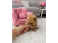 pomeranian-mini-small-1