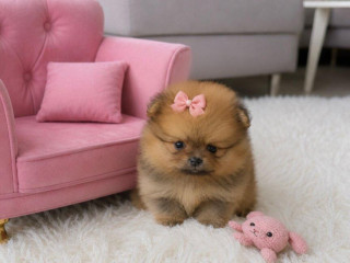 pomeranian-mini