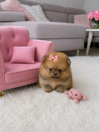 pomeranian-mini-big-0