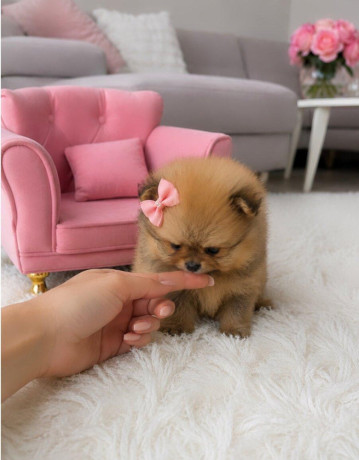 pomeranian-mini-big-1