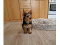 yorkshirsky-terier-jorksir-york-small-1