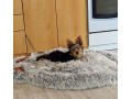 yorkshirsky-terier-jorksir-york-small-4