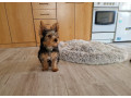 yorkshirsky-terier-jorksir-york-small-2