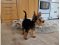yorkshirsky-terier-jorksir-york-small-0