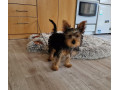 yorkshirsky-terier-jorksir-york-small-3