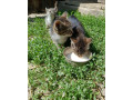darujem-macicky-small-3