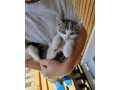 kocur-small-1