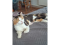 krizena-sibirska-macka-small-3
