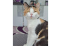 krizena-sibirska-macka-small-2