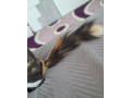 krizena-sibirska-macka-small-1