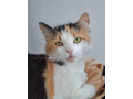 krizena-sibirska-macka-small-0