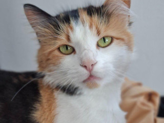 krizena-sibirska-macka