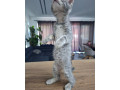 darujeme-kocurika-small-4