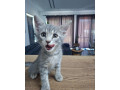 darujeme-kocurika-small-3