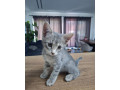 darujeme-kocurika-small-0