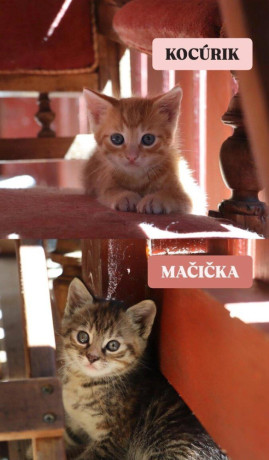 darujeme-maciatka-big-1