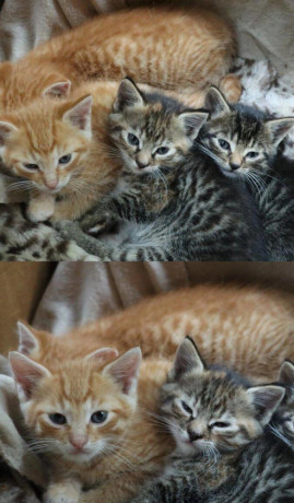 darujeme-maciatka-big-3