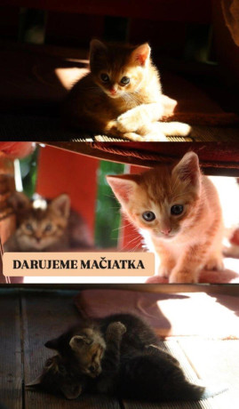 darujeme-maciatka-big-0