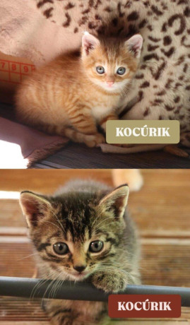 darujeme-maciatka-big-2