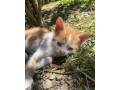 maciatka-small-4