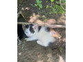 maciatka-small-1