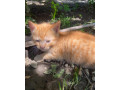 maciatka-small-3