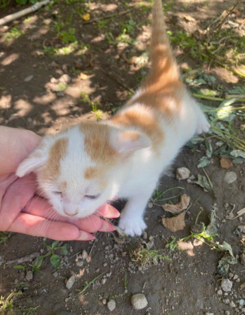 maciatka-big-2
