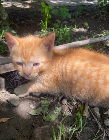 maciatka-big-3